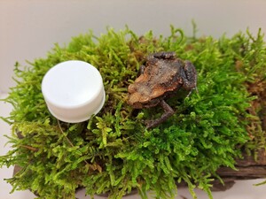 飼い込み個体　極小　オレンジ系　アズマヒキガエル　約4cm