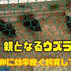 うずらの卵 8個入り 有精卵 食用 説明書付きの画像2