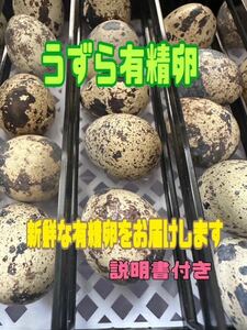 うずらの卵　8個入り 有精卵　食用　説明書付き