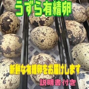 うずらの卵　8個入り 有精卵　食用　説明書付き