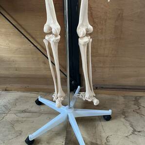 人体模型 骨格模型 骨 等身大 展示スタンド付き 骨格標本 骨格モデル 全身骨格模型 実物大 医学 理学の画像10