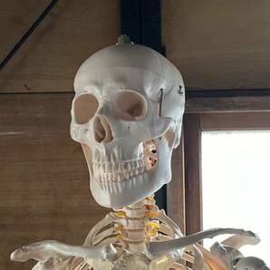 人体模型 骨格模型 骨 等身大 展示スタンド付き 骨格標本 骨格モデル 全身骨格模型 実物大 医学 理学の画像2
