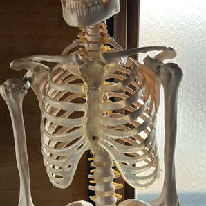 人体模型 骨格模型 骨 等身大 展示スタンド付き 骨格標本 骨格モデル 全身骨格模型 実物大 医学 理学の画像3