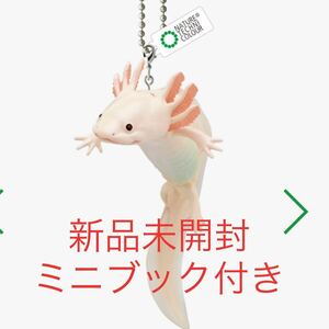 ウーパールーパーとベルツノガエルとアカメアマガエルとマルメタピオカガエル ボールチェーン＆マグネット リューシスティック グッズ