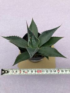  agave [palasana] carefuly selected real raw seedling stock wide leaf . saw tooth ... recommended individual free shipping 