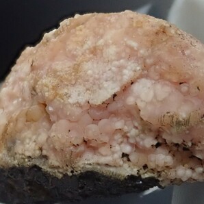 【大きな貝化石に結晶】ロードクロサイトonシェルフォッシル 菱マンガン鉱on 貝化石 原石 標本の画像2