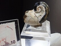 【巻き貝化石】ヴィヴィアナイトonシェルフォッシル　藍鉄鉱on巻き貝化石　原石　標本_画像7