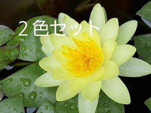 赤花黄花２色セット　ヒメスイレン　根茎大　株分け苗③