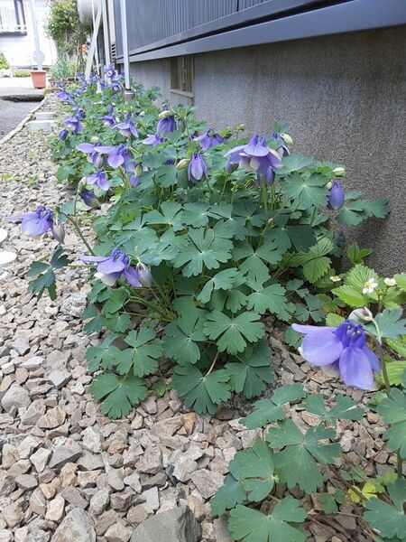 ミヤマオダマキ種子　 山野草