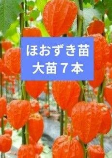 ほおずきの苗　７本