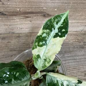 Aglaonema pictum アグラオネマ ピクタム トリカラー 斑入り の画像2