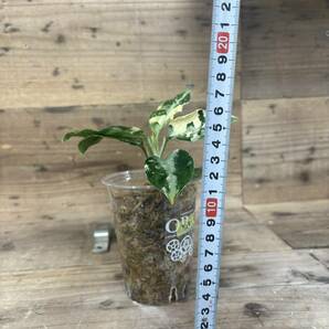 Aglaonema pictum アグラオネマ ピクタム トリカラー 斑入り の画像7