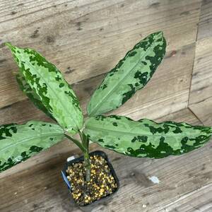 現物出品　Aglaonema pictum　アグラオネマ　ピクタム　トリカラー　スマトラ産