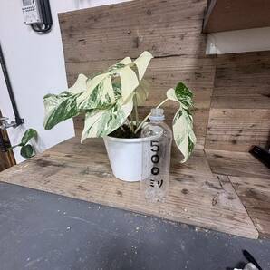 霜降り 中株 モンステラ ボルシギアナ ホワイトタイガー Monstera borsigiana variegata  アルボの画像2