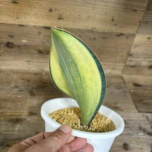 柄いいです♪ サンスベリア サンセベリア マッソニアーナ 斑入り Sansevieria masoniana variegataの画像3