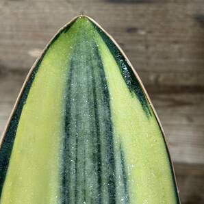 柄いいです♪ サンスベリア サンセベリア マッソニアーナ 斑入り Sansevieria masoniana variegataの画像4