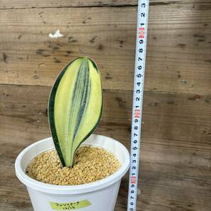 柄いいです♪ サンスベリア サンセベリア マッソニアーナ 斑入り Sansevieria masoniana variegataの画像6