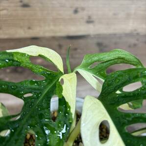 モンステラ アダンソニー 斑入り Monstera adansonii Variegated＃デリシオーサボルシギアナミントの画像6