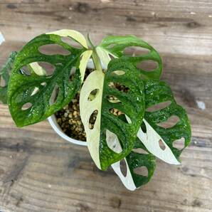 モンステラ アダンソニー 斑入り Monstera adansonii Variegated＃デリシオーサボルシギアナミントの画像1