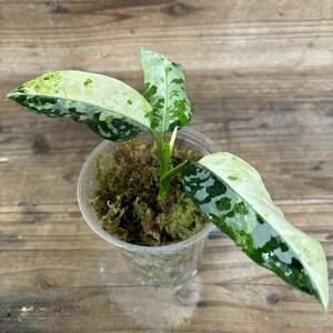 Aglaonema pictum　アグラオネマ　ピクタム　トリカラー　斑入り　