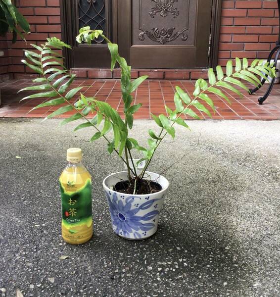 ポットごと宅急便発送！沖縄県産ホウビカンジュ⑤（鳳尾貫衆　学名Nephrolepis biserrata　ネフロレピスビセラータ） ヤフオクおてがる配送