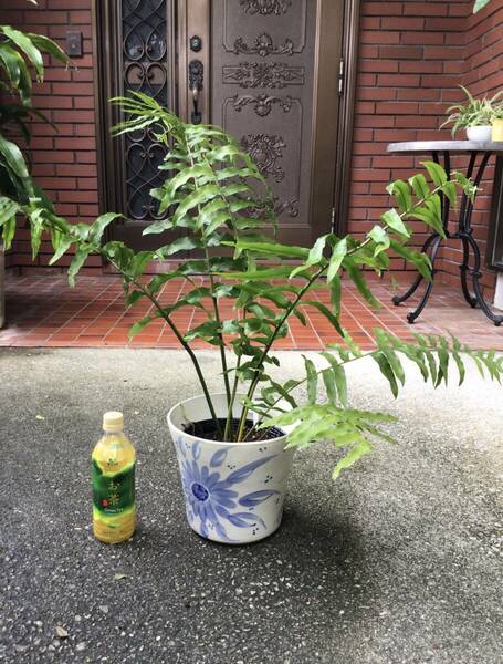 ポットごと宅急便発送！沖縄県産ホウビカンジュ⑦（鳳尾貫衆　学名Nephrolepis biserrata　ネフロレピスビセラータ） おてがる配送