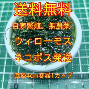 送料無料★無農薬★ウィローモス直径4ｃｍ容器1カップ★ビオトープ、稚えびの隠れ家に