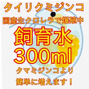 送料無料★タイリクミジンコ国産生クロレラで爆殖中！飼育水300ｍｌ