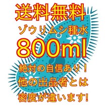 史上最強★絶対の自信あり★密度が違います★簡単培養ゾウリムシ800ml★ペットボトルで爆殖中！生クロレラも出品中！_画像1