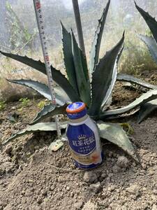  agave blue paste .uzetsu Ran pulling out seedling 