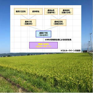 送料込み 令和５年産 会津 ミルキークイーン 白米 5kg × ２袋 10kg 九州沖縄別途送料 当店一番人気 米 お米の画像5