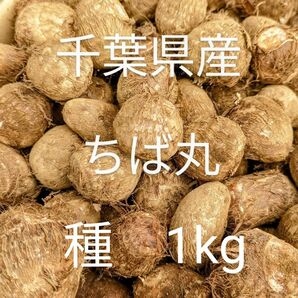 専用　千葉県産 ちば丸 里芋 種芋 Sサイズ 1kg