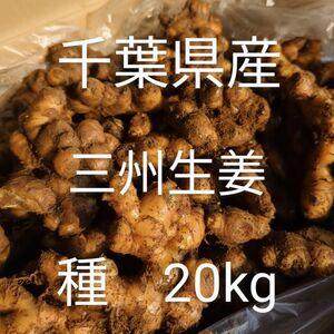 千葉県産　三州生姜　種生姜　20kg