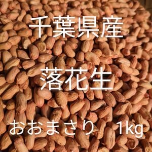 千葉県産 おおまさり 1kg 手むき 乾燥生落花生