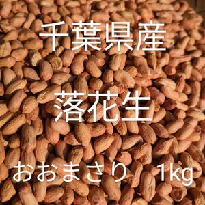 千葉県産 おおまさり 1kg 手むき 乾燥生落花生