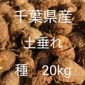 千葉県産 土垂れ 里芋 種芋 Sサイズ 20kg