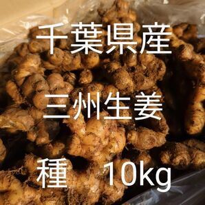 千葉県産　三州生姜　種生姜　10kg 小生姜