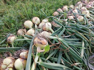  Awaji Island новый шар лук порей нестандартный 5kg