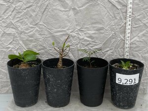 9291 「塊根植物」実生 4株セット【アフリカ亀甲竜・センナ・恵比寿笑い・パキプス・購入でパキプス種子プレゼント】