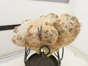 4628 「塊根植物」パキポディウム 恵比寿笑い 大 抜き苗【最新到着・brevicaule・根切確認済・マダガスカル】