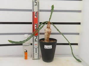 4763 「多肉植物」ユーフォルビア ブルアナ　【発根未確認・Euphorbia buruana・芽吹き】