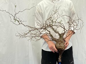 9425 「塊根植物」マダガスカル特急便 鮮度自信ありパキプス【到着後3日以内の返品OK・根切確認済・Operculicarya pachypus】