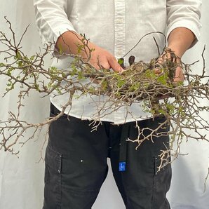 9439 「塊根植物」マダガスカル特急便 鮮度自信ありパキプス【到着後3日以内の返品OK・根切確認済・Operculicarya pachypus】の画像3