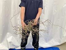 9380 「塊根植物」マダガスカル特急便 鮮度自信ありパキプス【到着後3日以内の返品OK・根切確認済・Operculicarya pachypus】_画像2