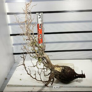 3252 「塊根植物」マダガスカル特急便 鮮度自信ありパキプス大【到着後3日以内の返品OK・根切確認済・Operculicarya pachypus】の画像2