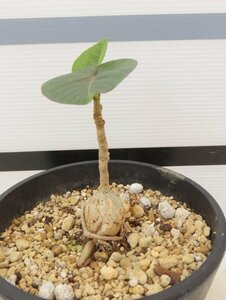 8285 「観葉植物」フィカス ペティオラリス 植え【Ficus petiolaris・発根・塊根植物】