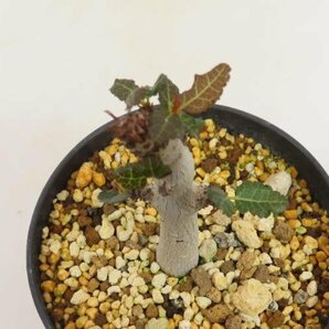 6952 「塊根植物」ボスウェリア ナナ 植え【多分発根開始・Boswellia nana・希少・多肉植物】の画像8