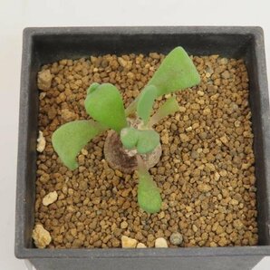 4630 「塊根植物」オトンナ ピグマエア 実生 植え【発根未確認・多肉植物・ Othonna pygmaea】の画像2