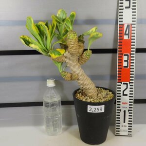 2259 「多肉植物Q」ユーフォルビア ポイゾニー 【美株・発根・Euphorbia poissonii・ポイソニー】