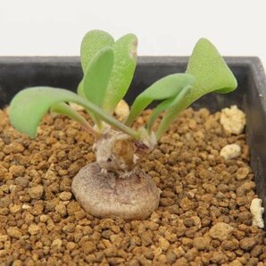 4630 「塊根植物」オトンナ ピグマエア 実生 植え【発根未確認・多肉植物・ Othonna pygmaea】の画像4